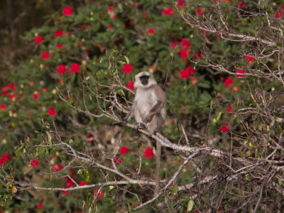 Himalayan Grey Langur 