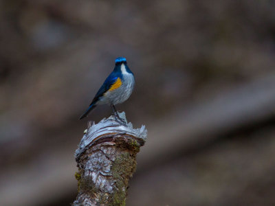 Himalayan bluetail