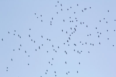 Asian House Swift 
