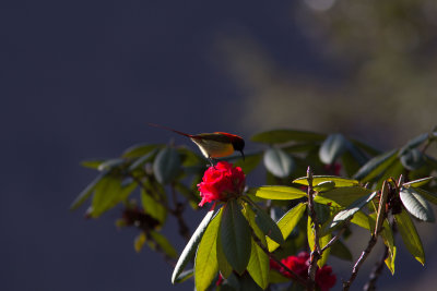 Fire-tailed Sunbird
