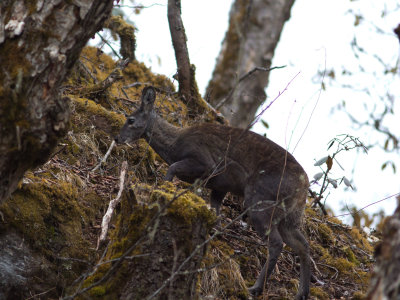 Himalayan musk deer