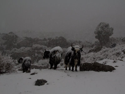 Yaks in snowstorm 