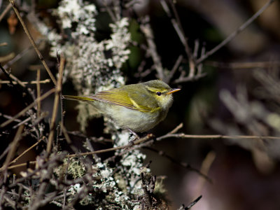 Blyth's Warbler 