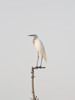 Great White Egret 