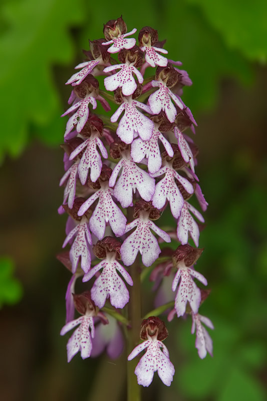 orchis  purpurea
