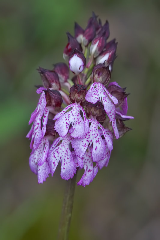 orchis  purpurea
