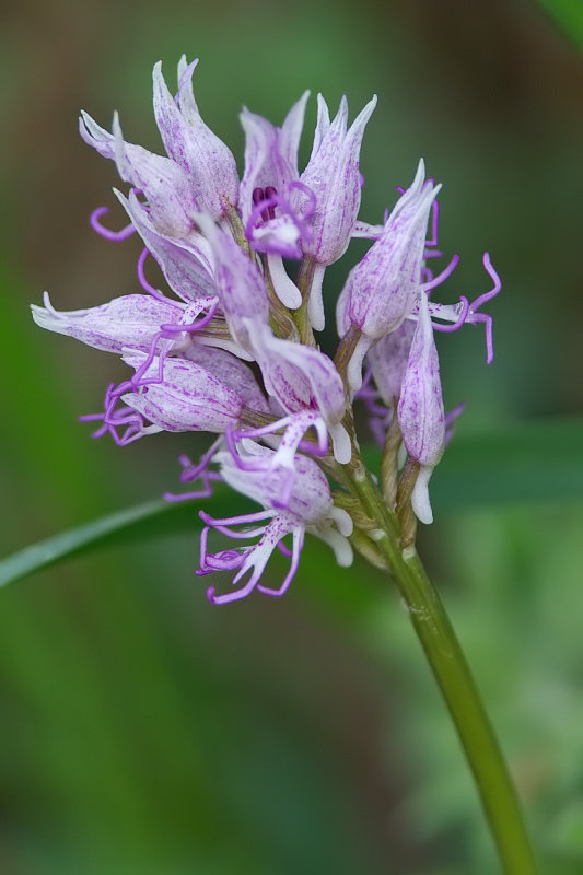 orchis simia