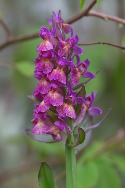 dactylorhiza sambucina