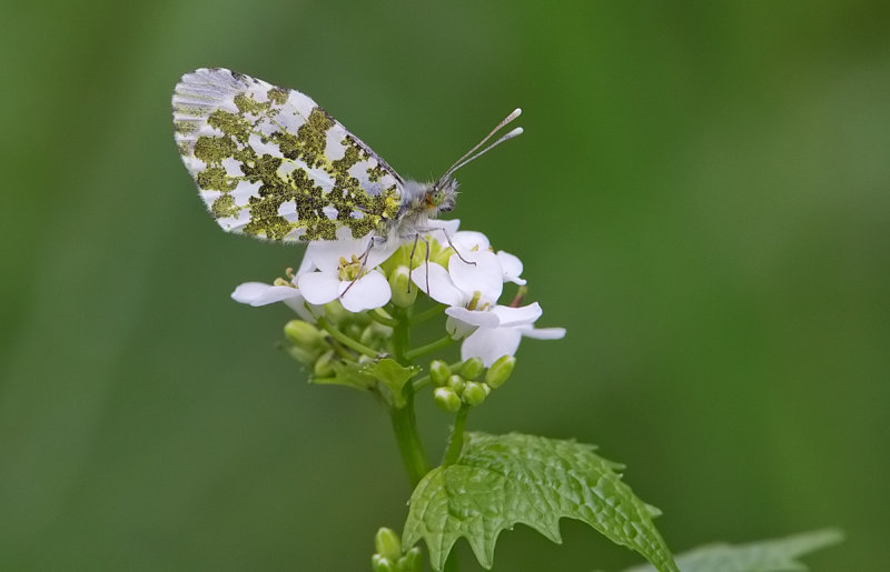 ED9F8474.jpg