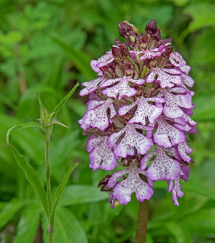 orchis purpurea