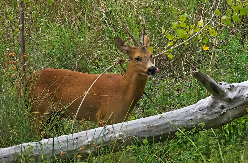 P7250286.jpg
