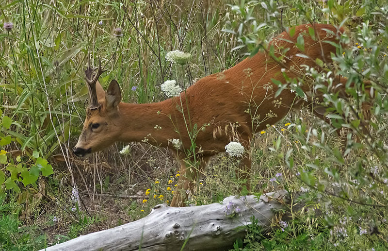 P7250257.jpg
