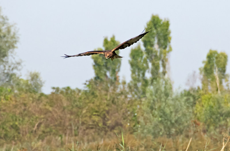 P8313401-(1).jpg
