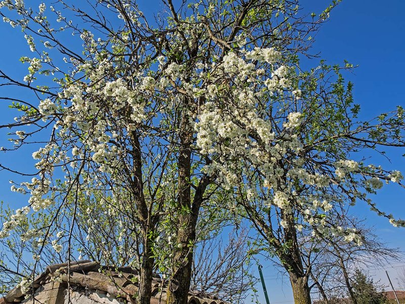 P4060010-(1).jpg