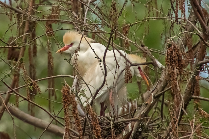 P4090206.jpg