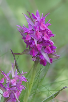 dactylorhiza  sambucina