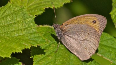 coenonympha