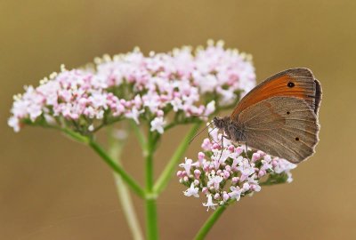 coenonympha