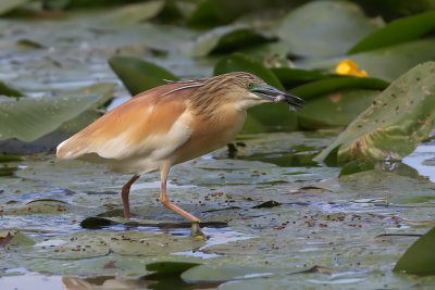 sgarza ciuffetto con pesce