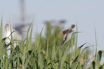 tarabusino_in_volo