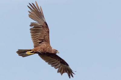 falco di palude   maschio