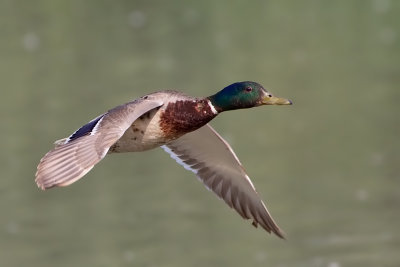 germano__in_volo