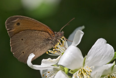 coenonympha