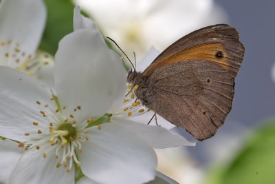 coenonympha