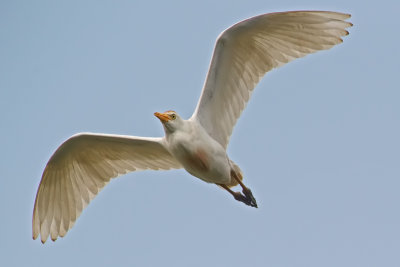 airone guardabuoi