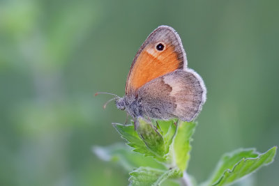 coenonympha