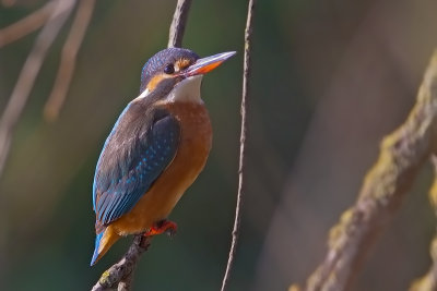martino lungo il Galasso
