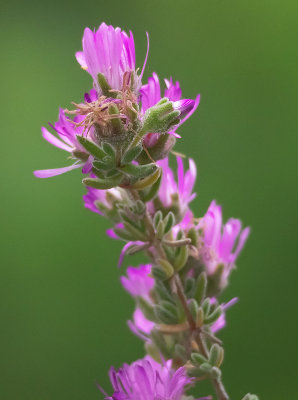_5190014-(1).jpg
