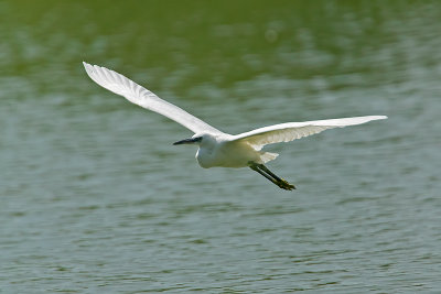 6CAU0095.jpg