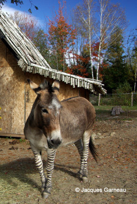 Zèbre-âne, Miller Zoo, Frampton_IMGP1348.JPG