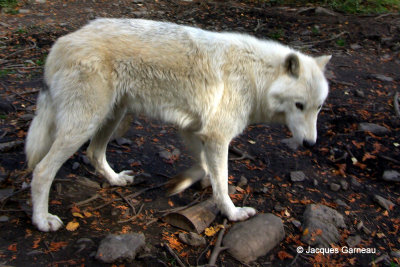 Loup arctique, Miller Zoo, Frampton_IMGP1365.JPG