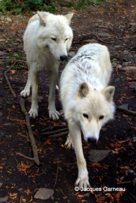Loups arctiques, Miller Zoo, Frampton_IMGP1366.JPG
