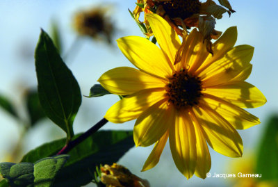 Saint-Alfred (Beauce), Tournesol_IGP6789.JPG