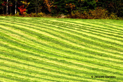 Entre Beauceville et Saint-Odilon (Chemin du Golf)_IGP6823.JPG