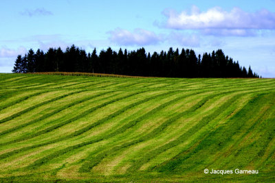 Entre Beauceville et Saint-Odilon (Chemin du Golf)_IGP6829.JPG