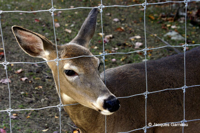 Miller Zoo, Frampton_IGP6890.JPG