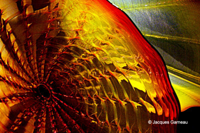 Exposition Chihuly - Muse des Beaux-Arts de Montral