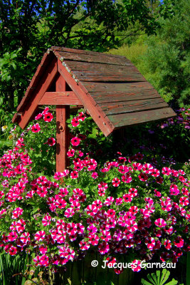 Jardin Au 4 Fleurie, Saint-Pascal (Kamouraska)_IMGP1990.JPG