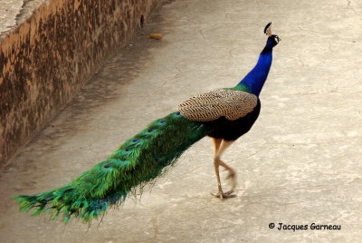 Paon (peacock), Mandawa, Rajasthan_IMGP5092.JPG