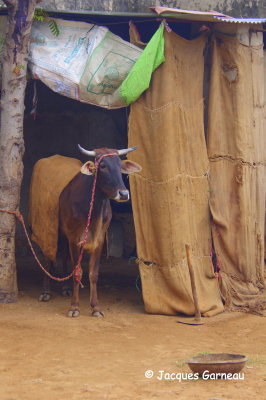 Dans un village entre Khimsar et Nagaur, Rajasthan_IMGP5135.JPG