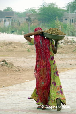 Près de Phalodi, Rajasthan_IMGP5550.JPG