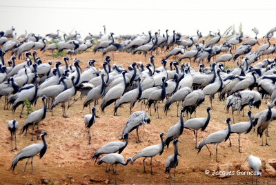 Grues demoiselles (Grus virgo), Kheechan (Khichan), Rajasthan_IMGP5552.JPG