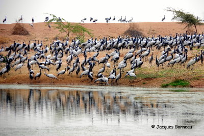 Grues demoiselles (Grus virgo), Kheechan (Khichan), Rajasthan_IMGP5555.JPG