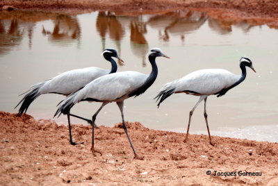 Grues demoiselles (Grus virgo), Kheechan (Khichan), Rajasthan_IMGP5560.JPG