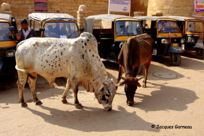 Jaisalmer, Rajasthan_IMGP5896.JPG