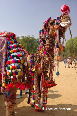 Festival du dsert (Desert Festival), Jaisalmer, Rajasthan_IMGP5907.JPG